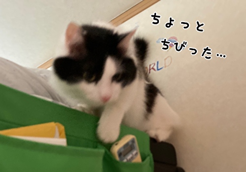 f:id:fukufukudo:20210316144040j:plain