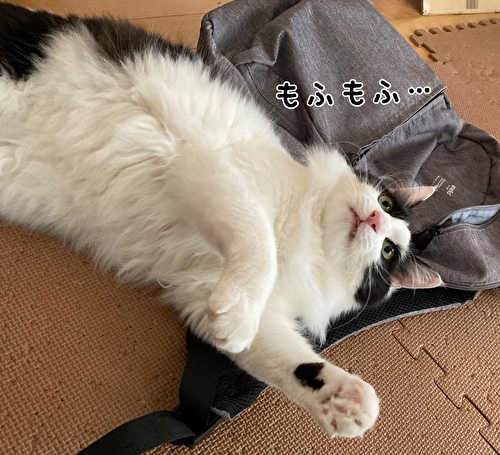 f:id:fukufukudo:20210320081814j:plain