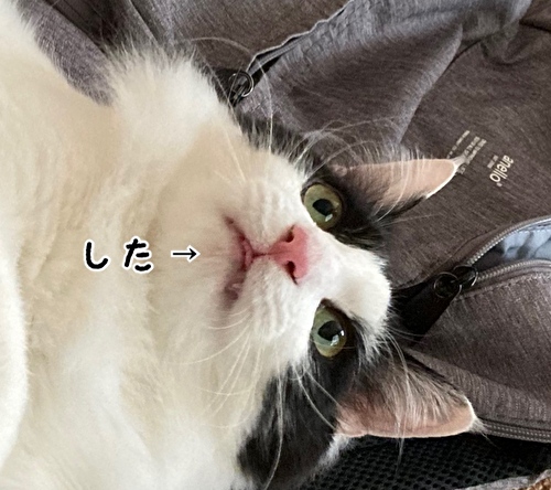 f:id:fukufukudo:20210320081831j:plain