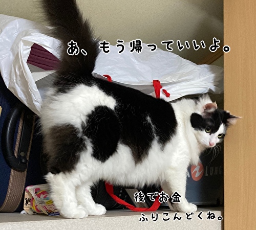 f:id:fukufukudo:20210323145320j:plain