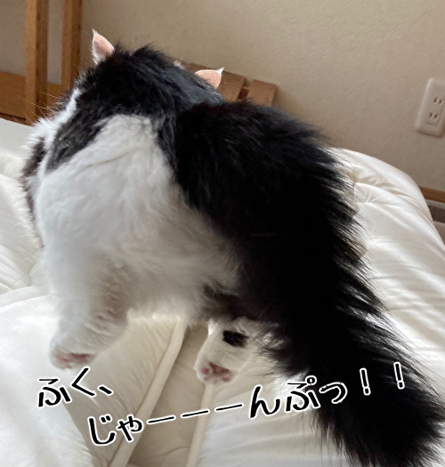 f:id:fukufukudo:20210325164722j:plain