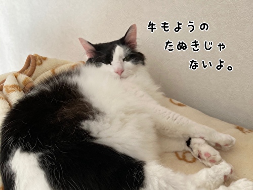 f:id:fukufukudo:20210327144433j:plain