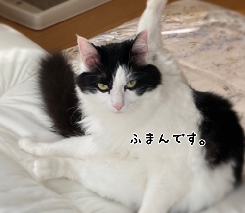 f:id:fukufukudo:20210330132850j:plain