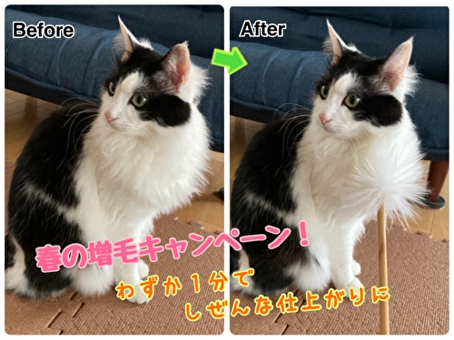 f:id:fukufukudo:20210330132916j:plain
