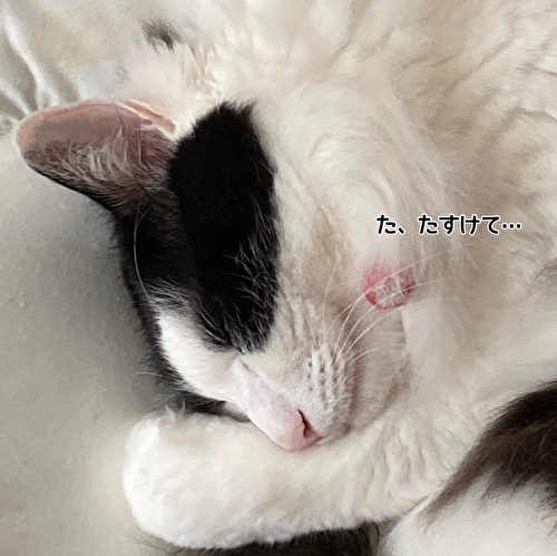 f:id:fukufukudo:20210330133003j:plain