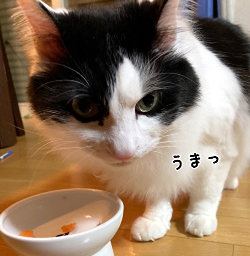 f:id:fukufukudo:20210330140333j:plain