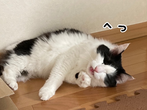 f:id:fukufukudo:20210403205947j:plain