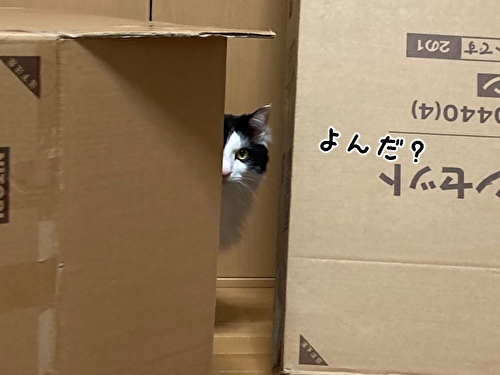 f:id:fukufukudo:20210403210047j:plain