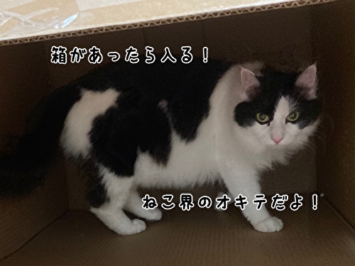 f:id:fukufukudo:20210403210111j:plain