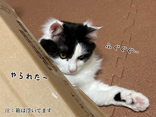 f:id:fukufukudo:20210403210142j:plain