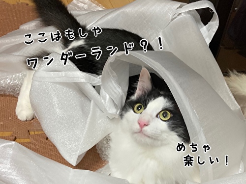 f:id:fukufukudo:20210403210154j:plain