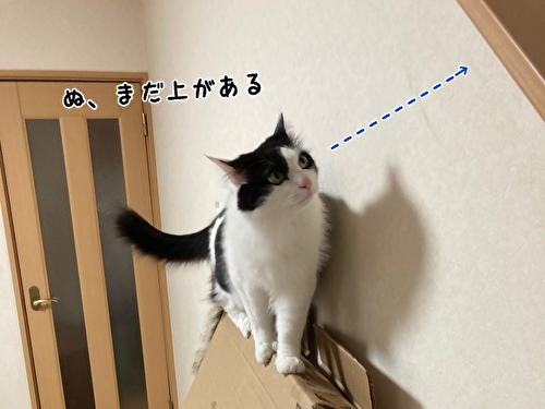 f:id:fukufukudo:20210406153102j:plain