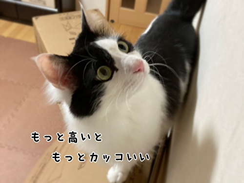 f:id:fukufukudo:20210406153117j:plain