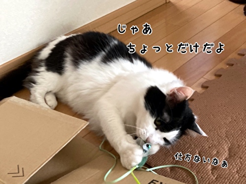 f:id:fukufukudo:20210408170622j:plain