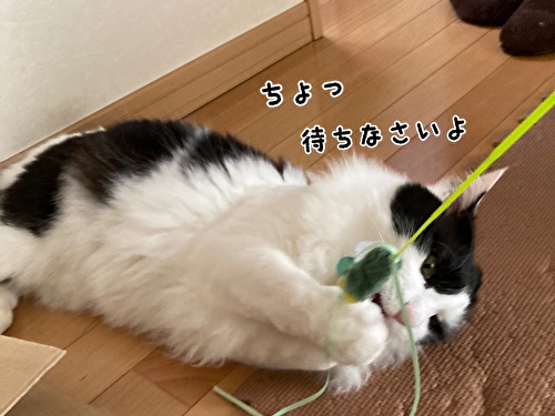 f:id:fukufukudo:20210408170650j:plain