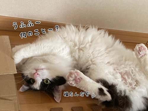 f:id:fukufukudo:20210408170903j:plain