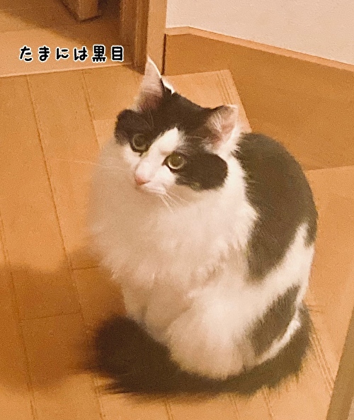 f:id:fukufukudo:20210414115853j:plain