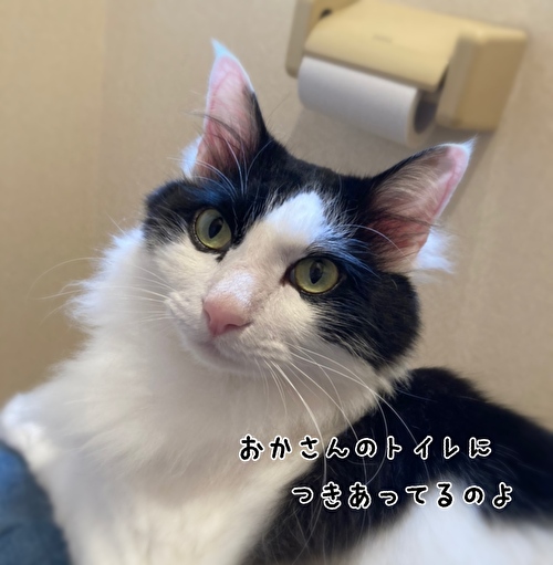 f:id:fukufukudo:20210415171709j:plain