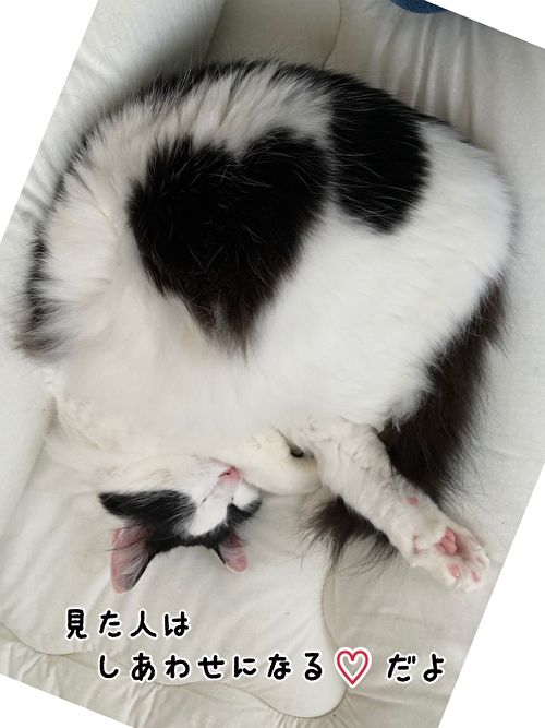 f:id:fukufukudo:20210419091719j:plain