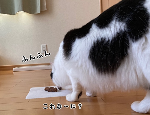 f:id:fukufukudo:20210420182517j:plain