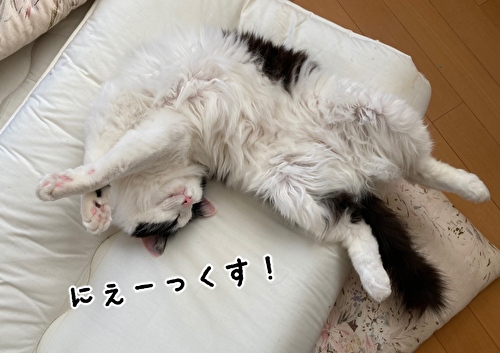 f:id:fukufukudo:20210421142517j:plain