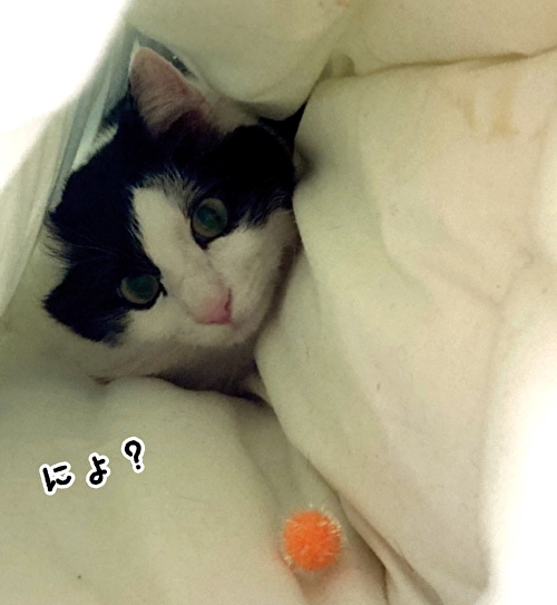 f:id:fukufukudo:20210426094156j:plain