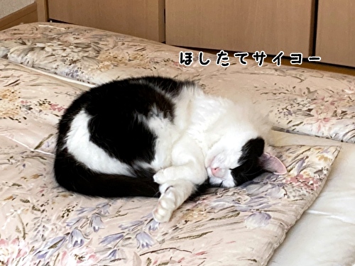 f:id:fukufukudo:20210426094617j:plain