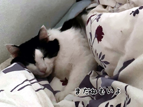 f:id:fukufukudo:20210427164358j:plain