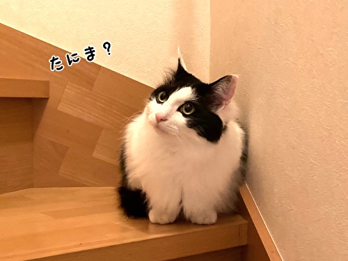 f:id:fukufukudo:20210427164447j:plain