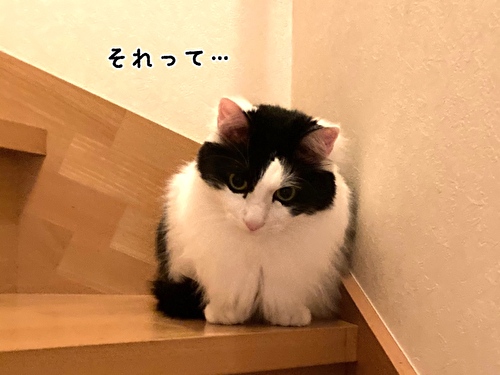 f:id:fukufukudo:20210427164458j:plain