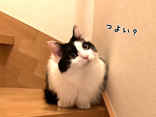 f:id:fukufukudo:20210427164514j:plain