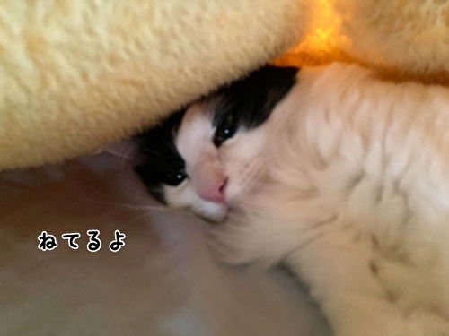 f:id:fukufukudo:20210428133052j:plain