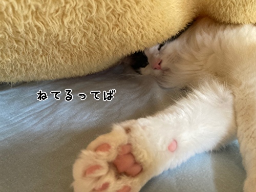 f:id:fukufukudo:20210428133105j:plain