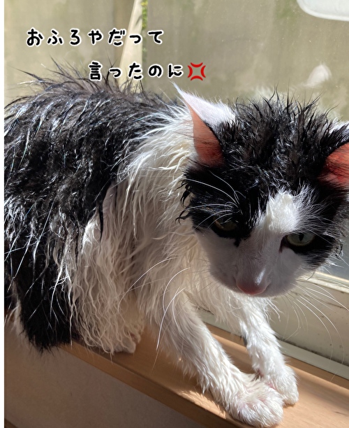 f:id:fukufukudo:20210430181046j:plain