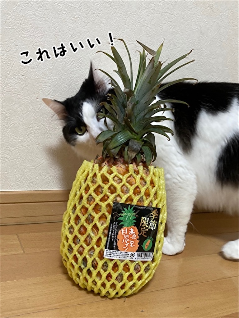 f:id:fukufukudo:20210504152657j:plain