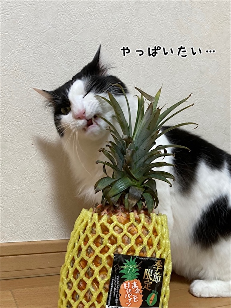 f:id:fukufukudo:20210504152722j:plain
