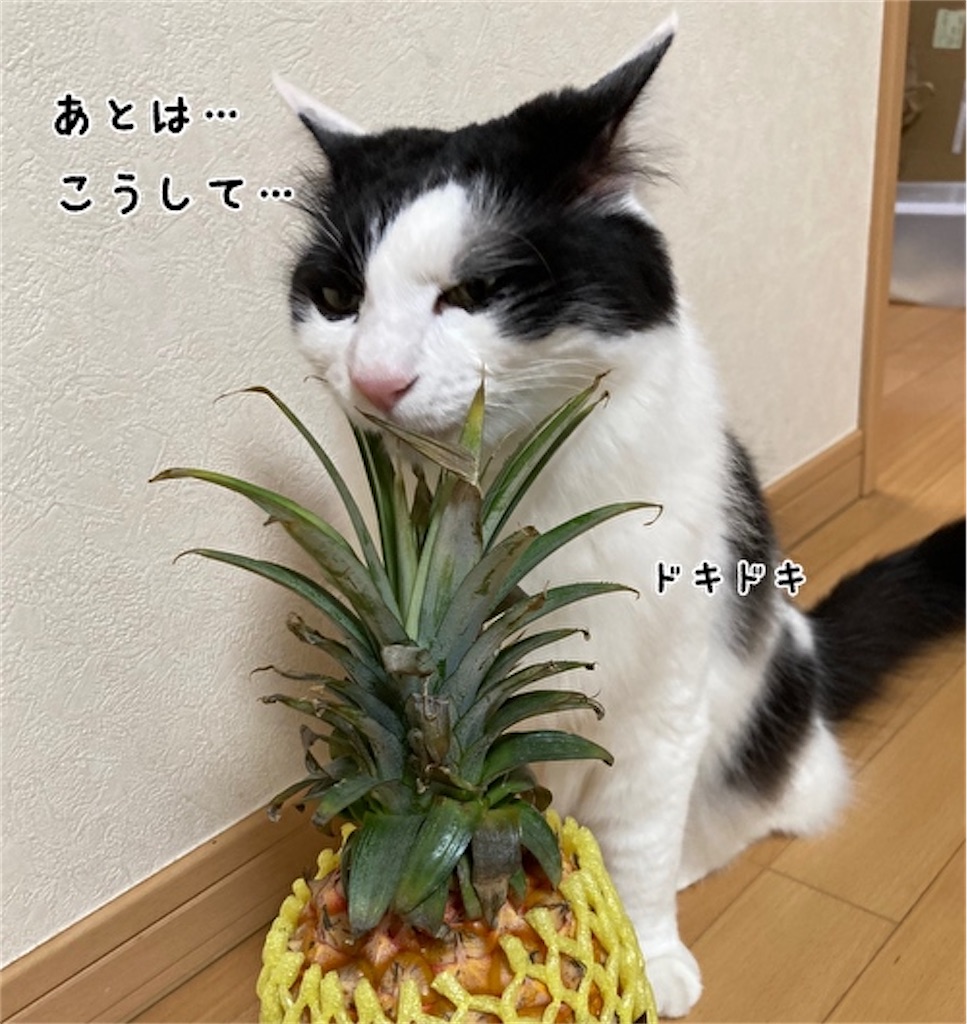 f:id:fukufukudo:20210504152731j:plain