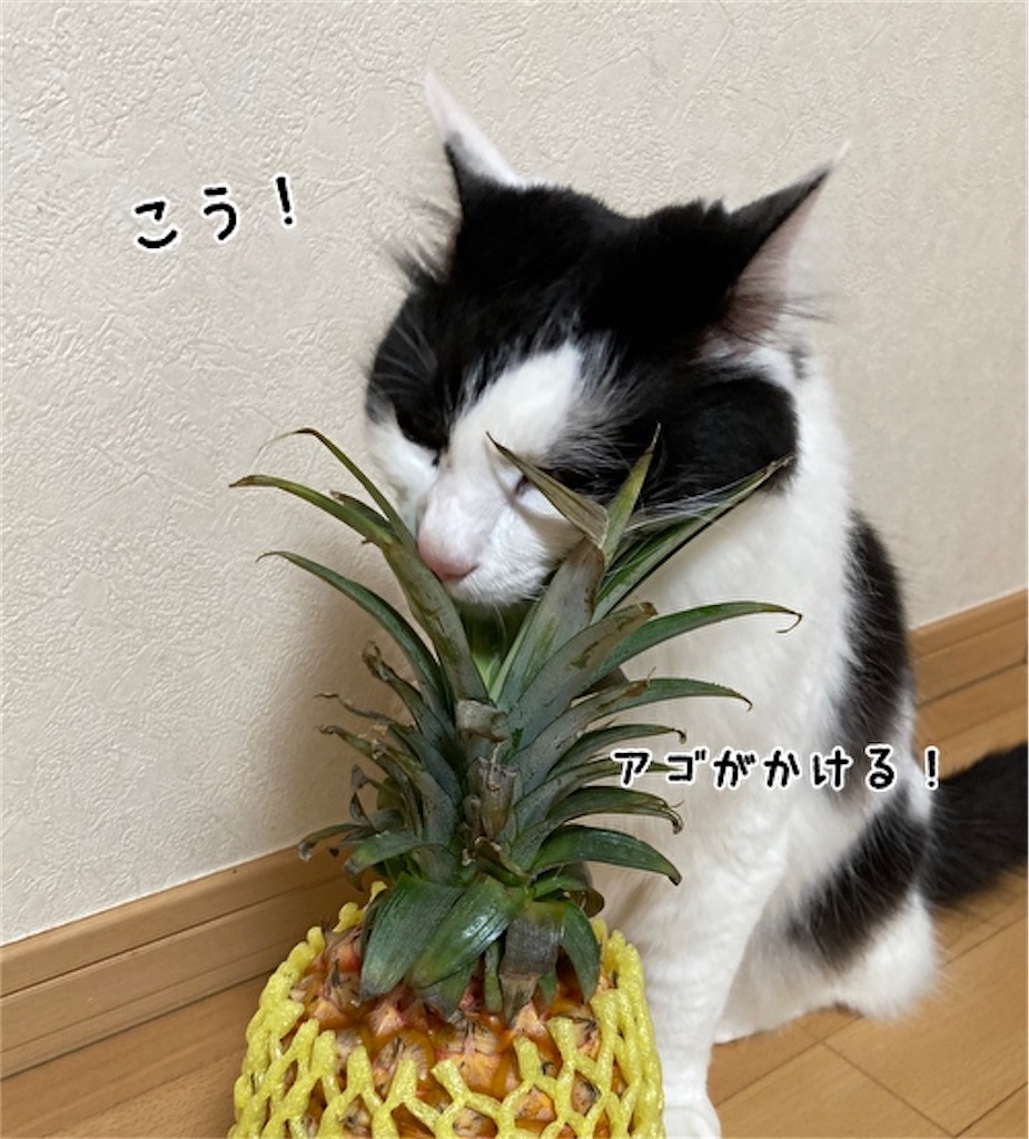 f:id:fukufukudo:20210504152739j:plain