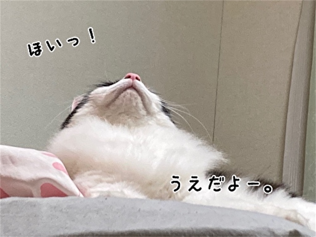 f:id:fukufukudo:20210508142541j:plain