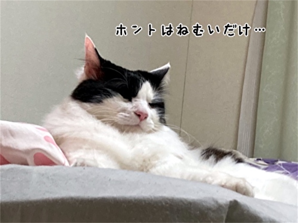 f:id:fukufukudo:20210508142556j:plain