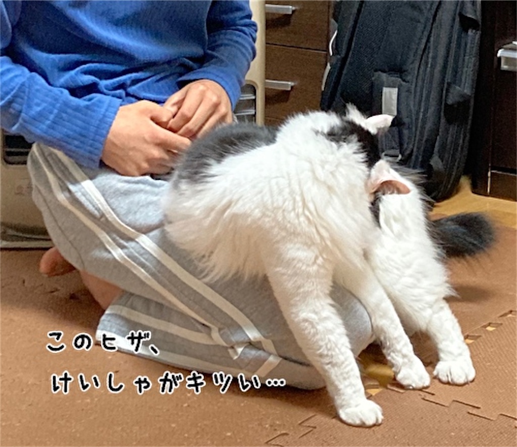 f:id:fukufukudo:20210508142628j:plain