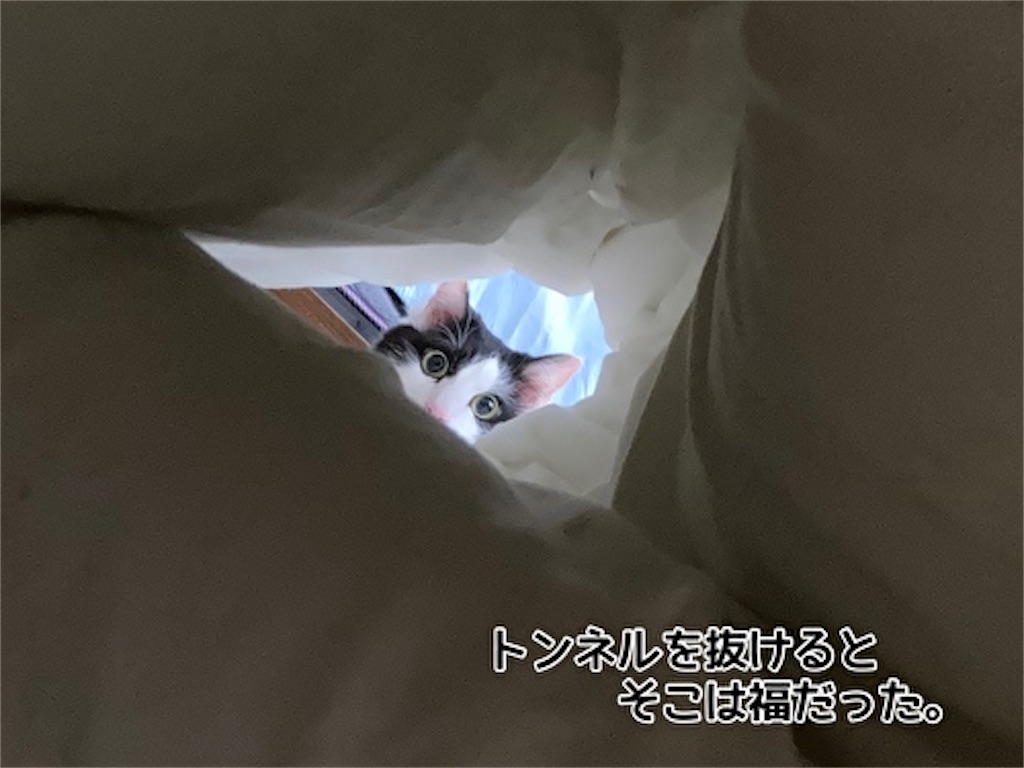 f:id:fukufukudo:20210514202149j:plain