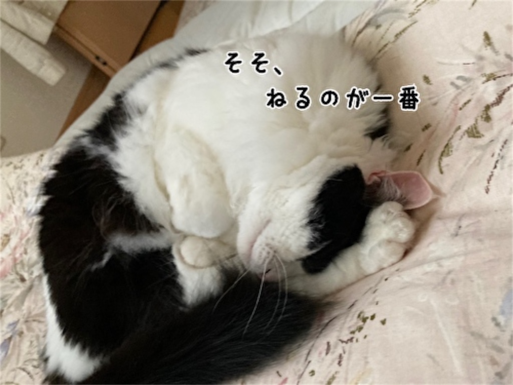 f:id:fukufukudo:20210514203710j:plain