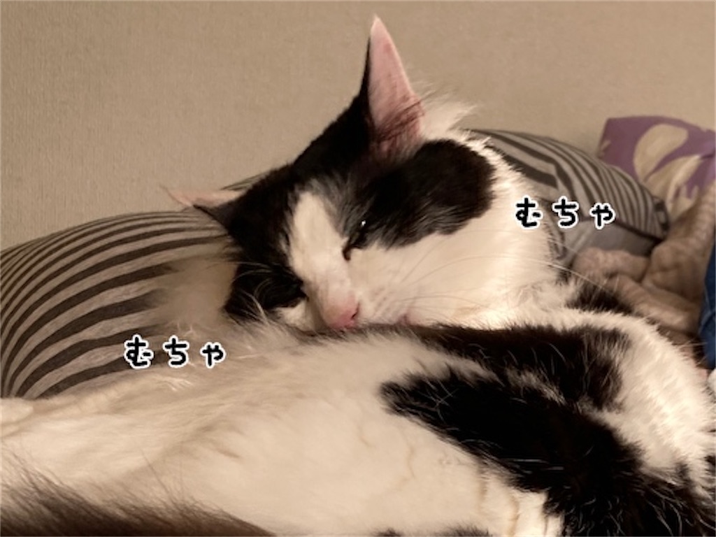 f:id:fukufukudo:20210516125346j:plain