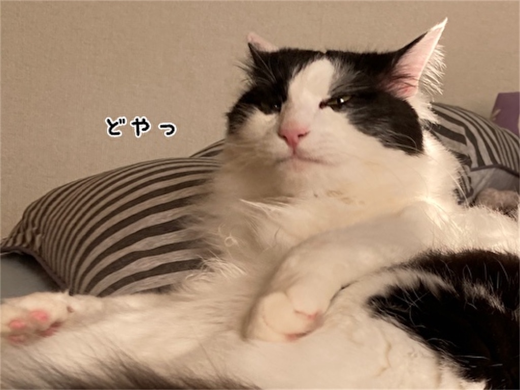 f:id:fukufukudo:20210516125349j:plain