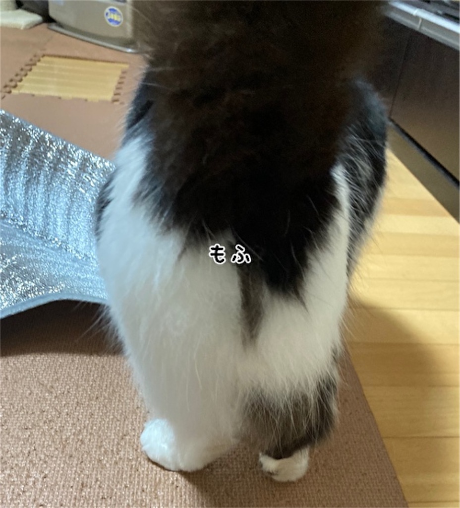 f:id:fukufukudo:20210516125520j:plain