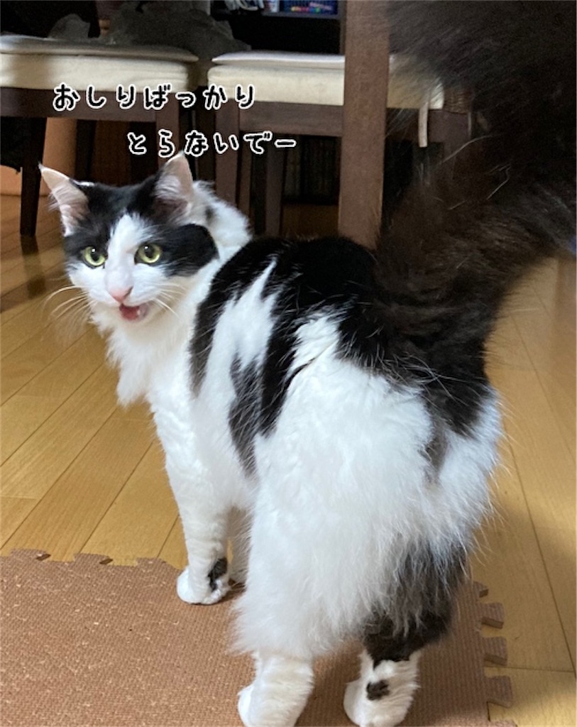 f:id:fukufukudo:20210516125555j:plain