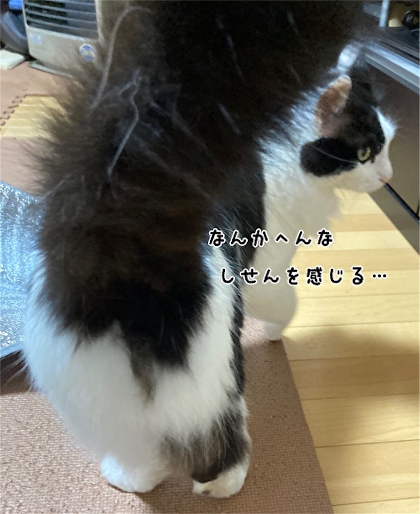 f:id:fukufukudo:20210516125625j:plain