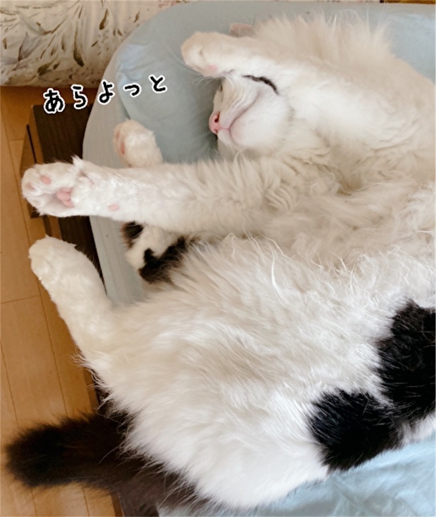 f:id:fukufukudo:20210524160815j:plain