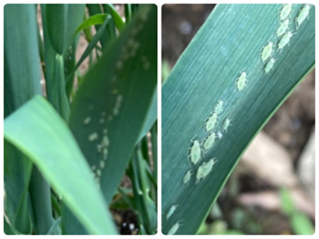 f:id:fukufukudo:20210524160835j:plain